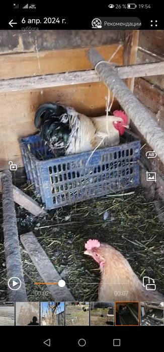 Питух на мясо хороший