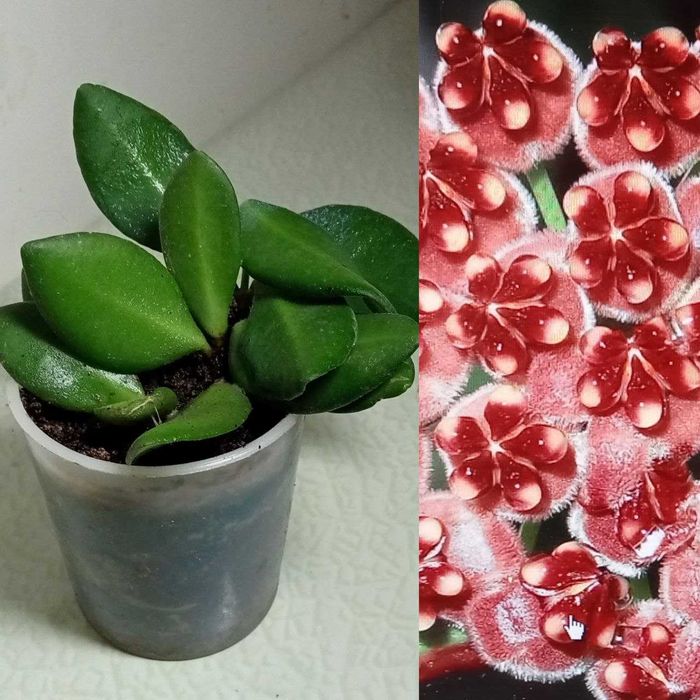 Продам. Hoya Tsangii . Редкий , коллекционный  сорт.