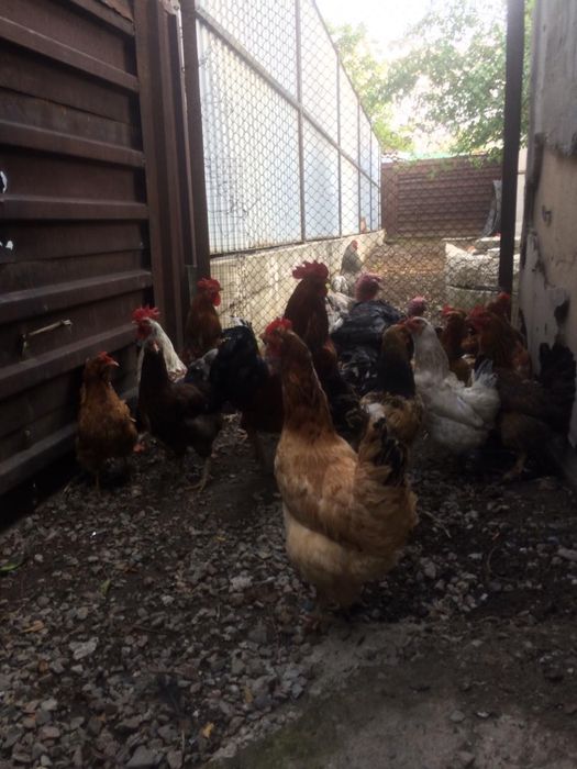 Куры домашние на выбор