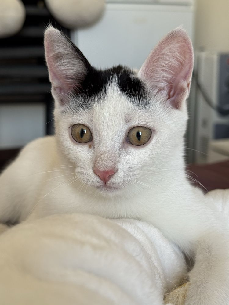 Котенок девочка в добрые руки