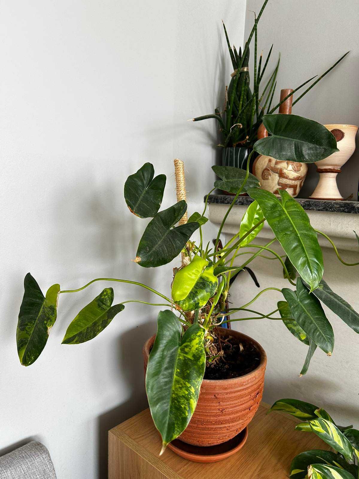 Philodendron Burle Marx Variegated