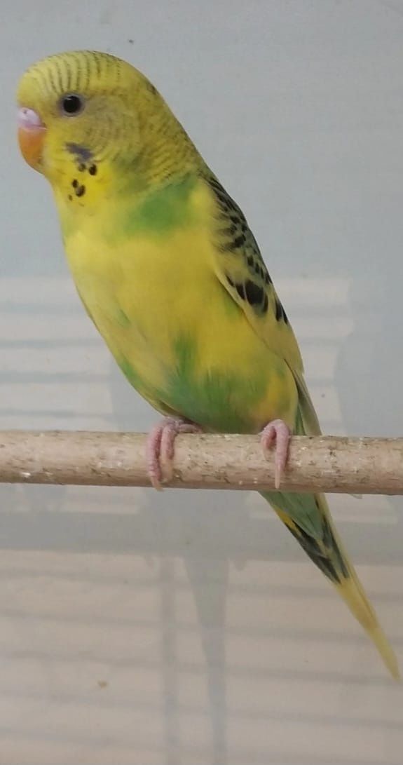 Vând papagali peruși