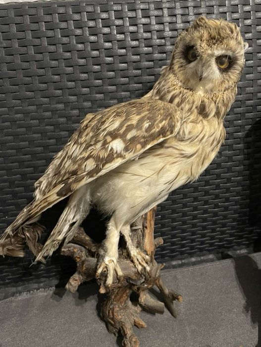 Продавам препарирана сова