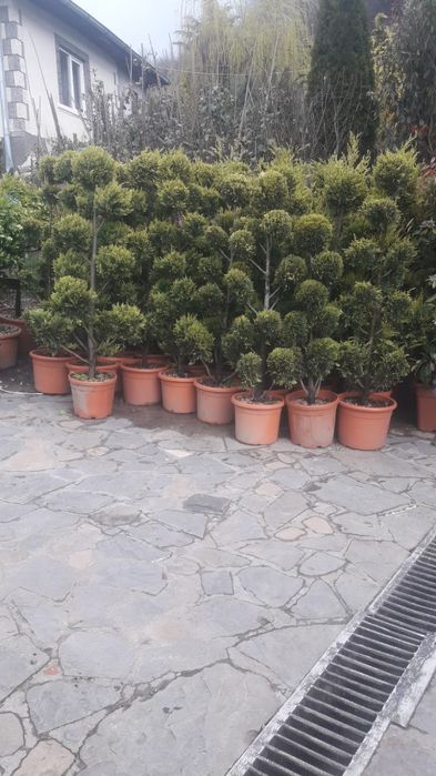 Tuia brazi spirale pon pon cedrus Danica magnolia prunus și multe alte