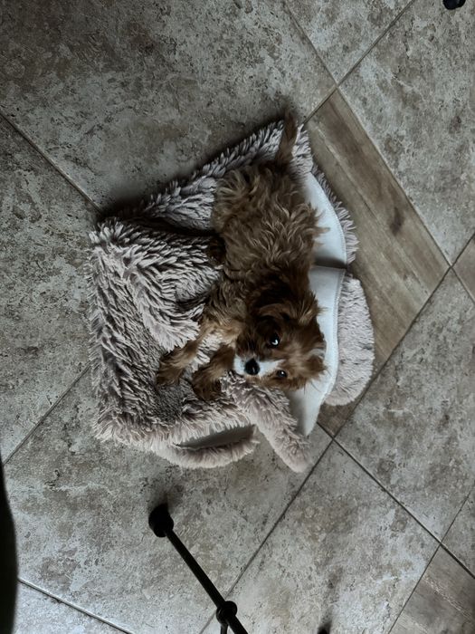 Cavapoo/кавапумомиче