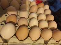 Ouă proaspete de vânzare