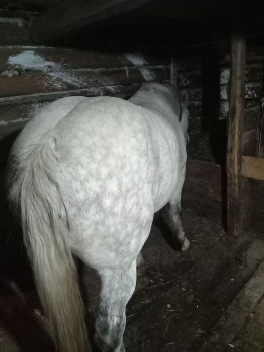 Vând cal, vârstă 8 ani