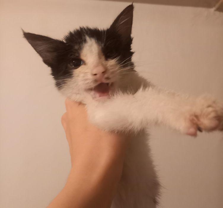 Котёнок девочка 2 месяцев