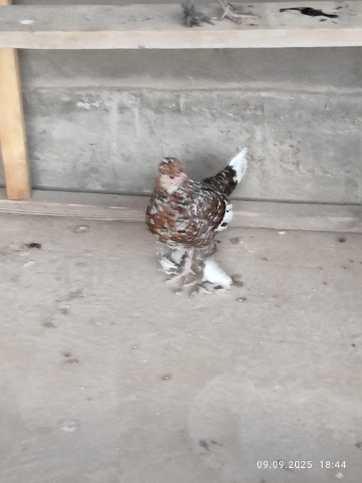 Япон товук хурозлар декларативный оегида патли чиройли пародалиси