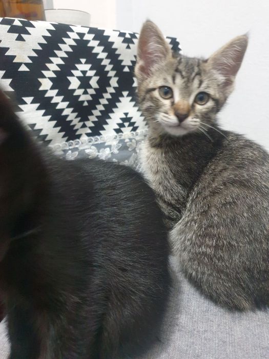 Mushuk 2 oylik yahshi insonlaga beriladi