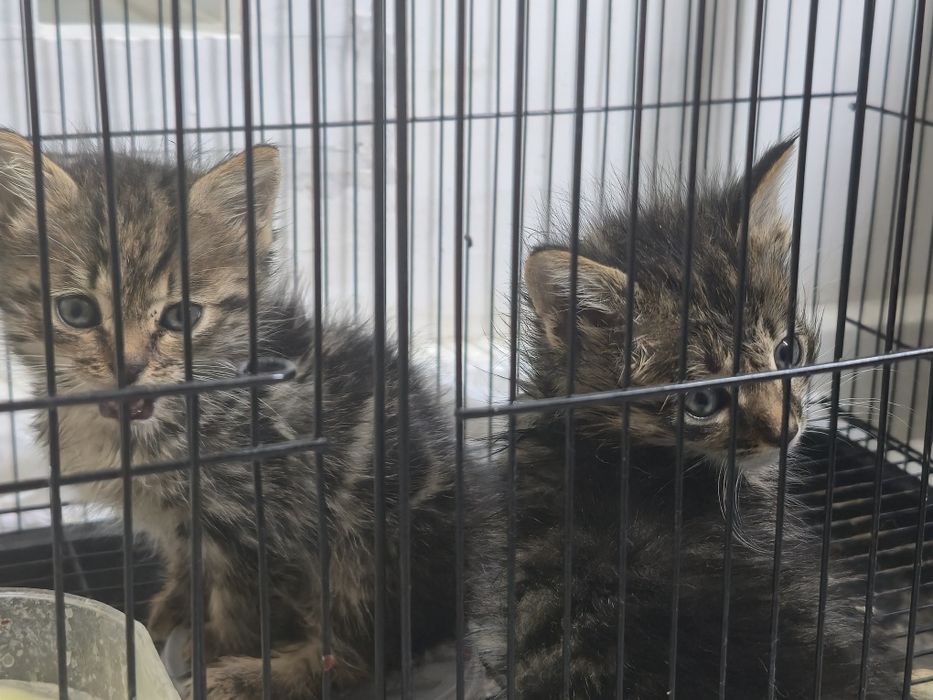 Кошка 2 близняшки