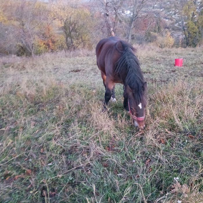 Mânză 1 an și 6 luni