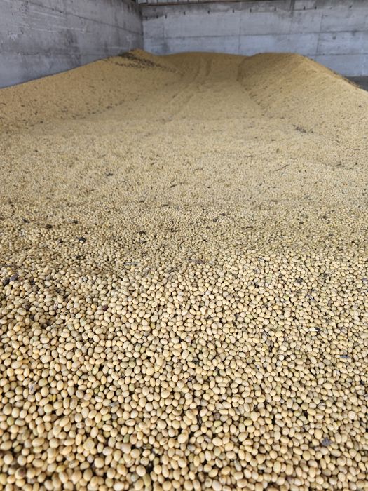 Soia boabe de vanzare