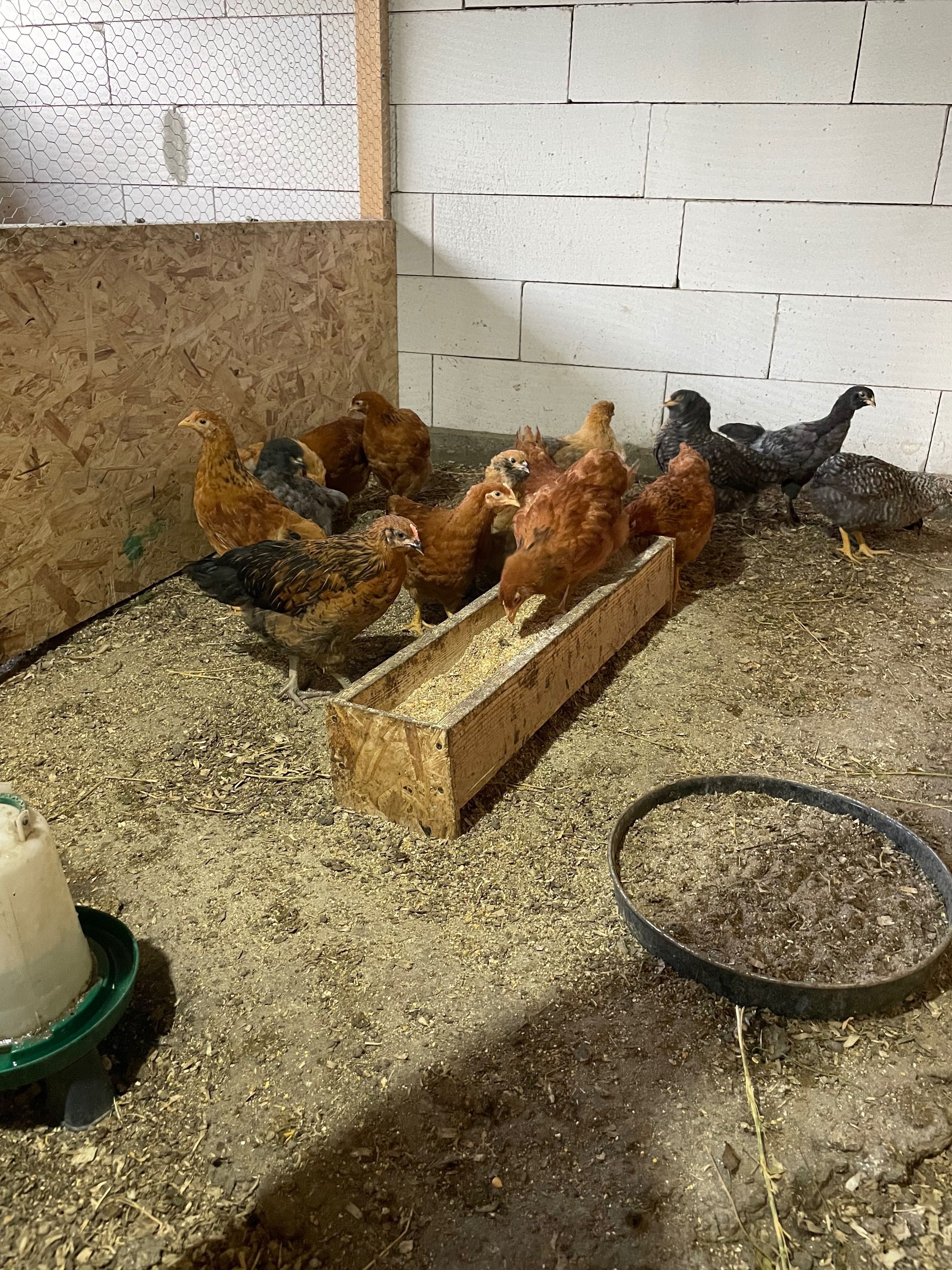 Pui din rasa australorp ,new hampshire,metiși  Cochin cu orpington