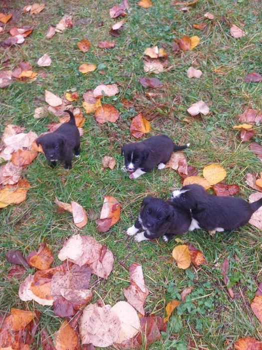 Donez catelusi 5 saptamani