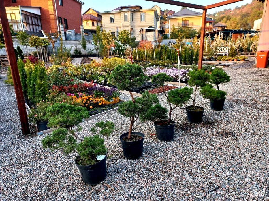 Сосна горная Bonsai 60-90 см