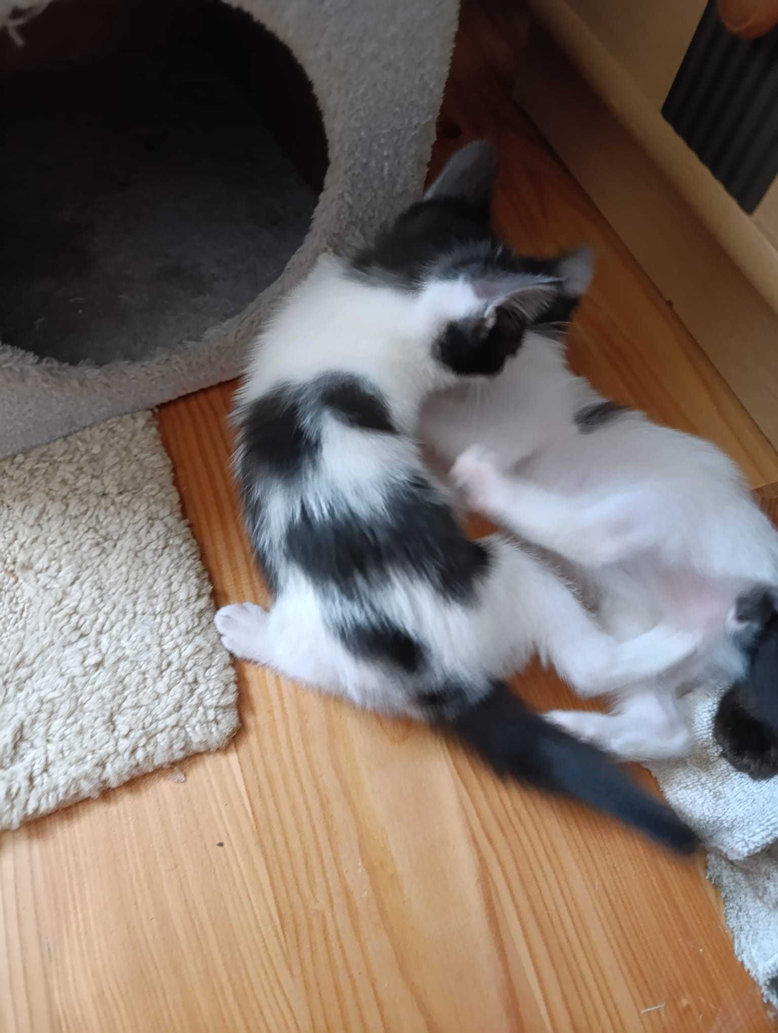 Motanei spre adoptie