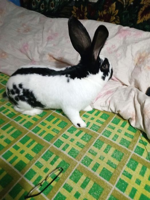 Vând fluture german pentru monta