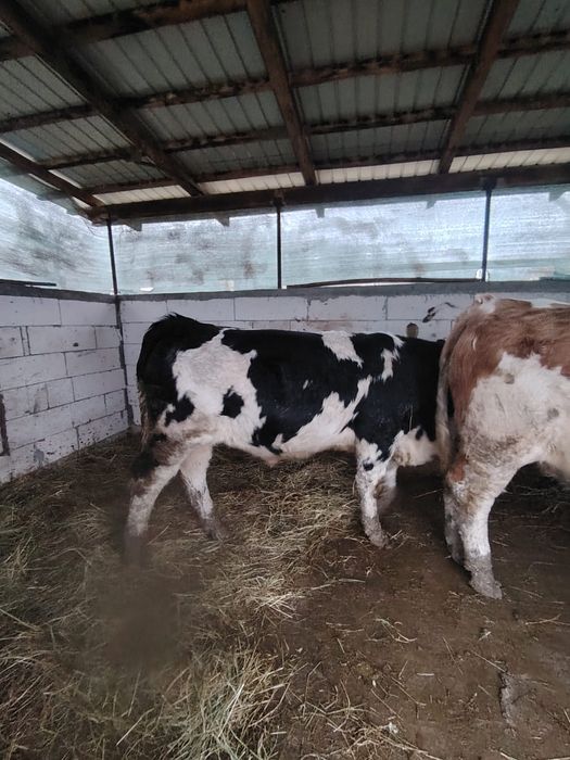 Vand tauri peste 400 kg