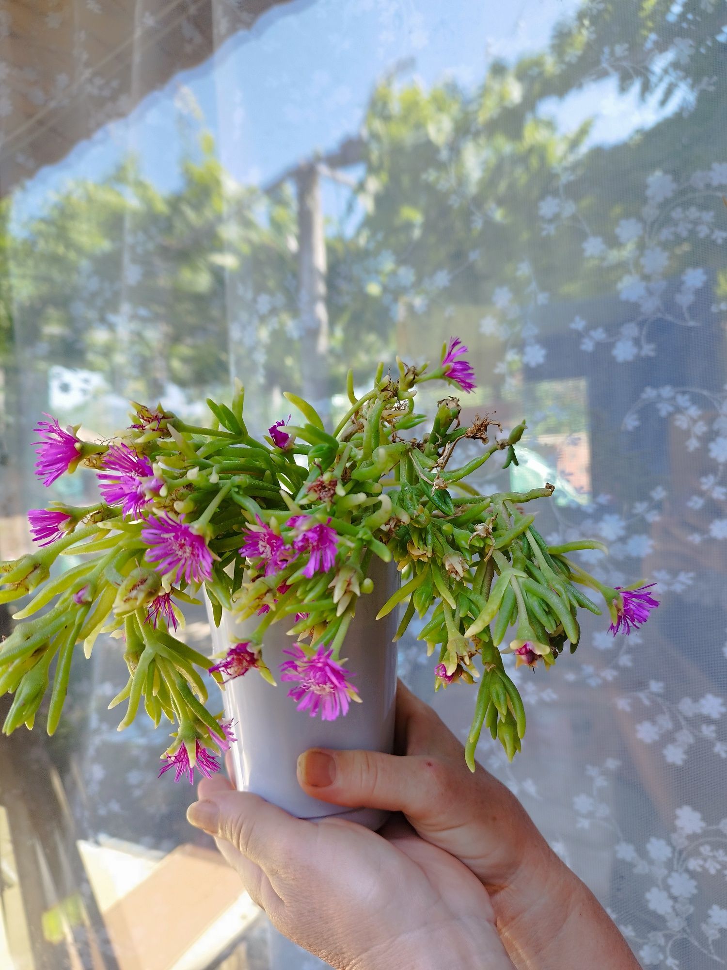 Вечнозелена Делосперма/ Delosperma Cooperi table mountain/