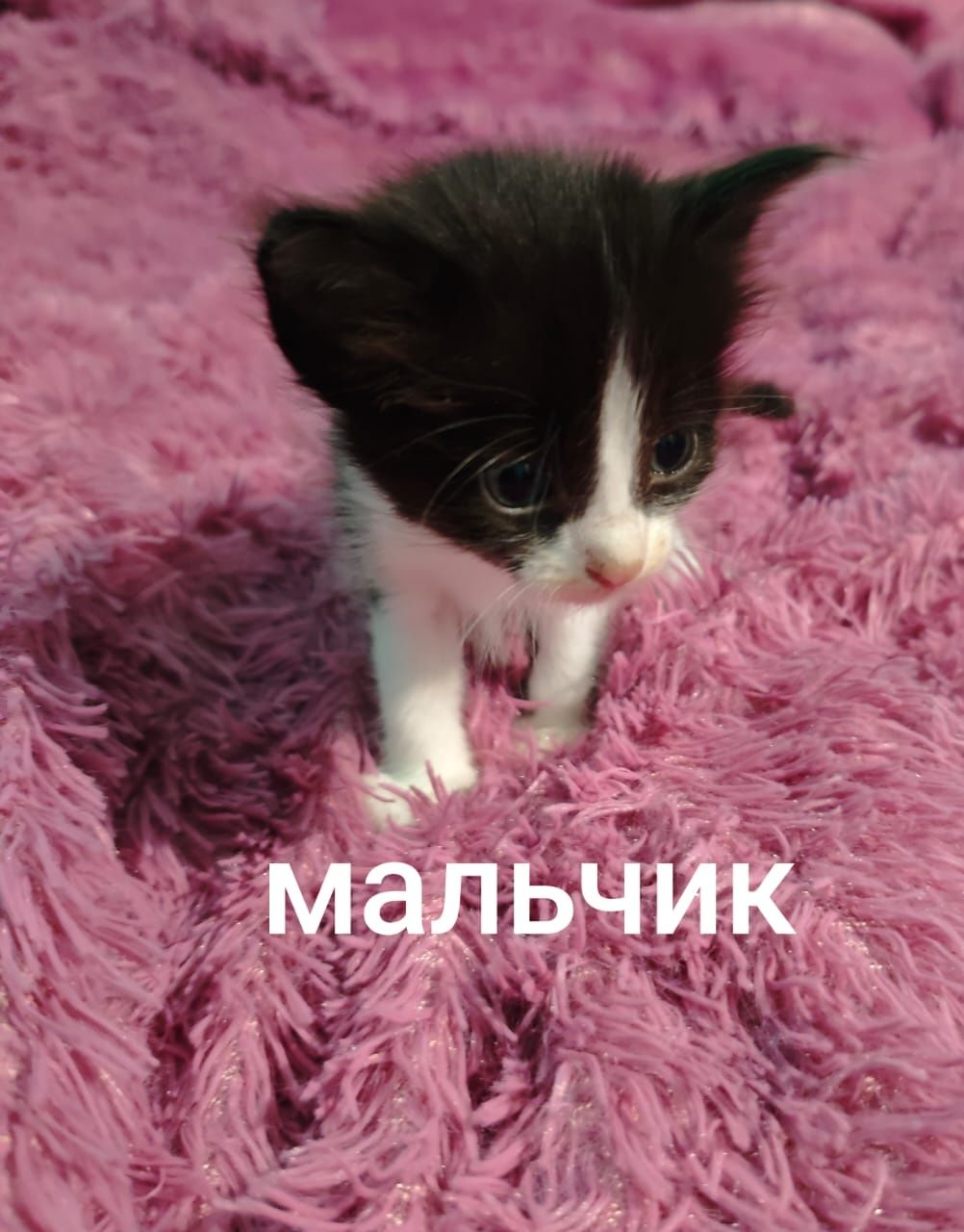 Котята в поиске дома.