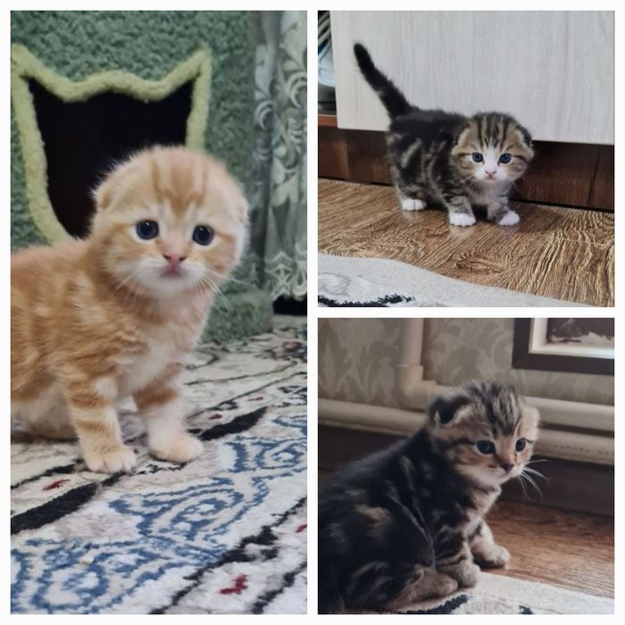 Продаются вислоухие/скоттиш фолд/котята