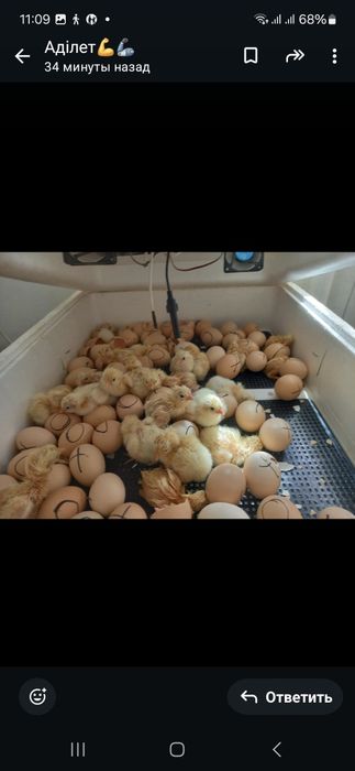 Адлер тауыктың жумыртасы және балапандар сатылады.