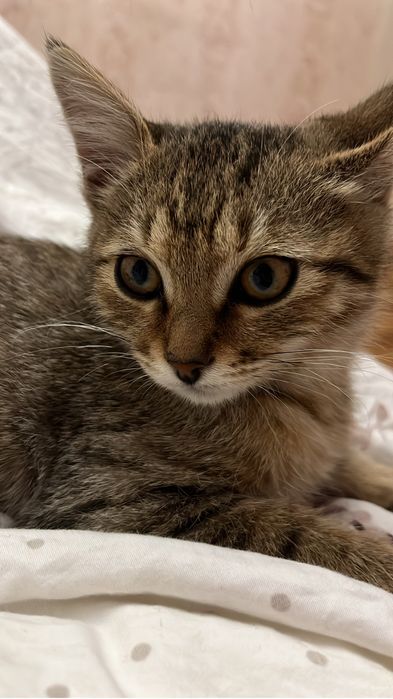 отдаем котенка, кастрацию оплатим за наш счет!