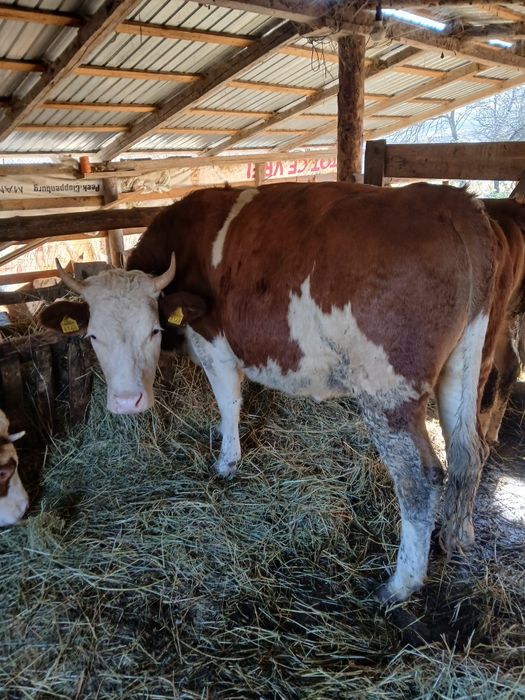 Vând junincă gestantă