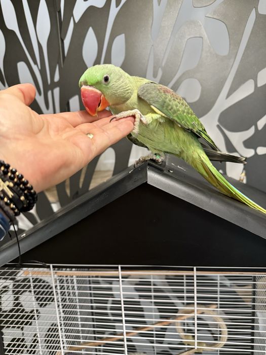 Papagali vorbitori pui blanzi Marele Alexandru Alexander