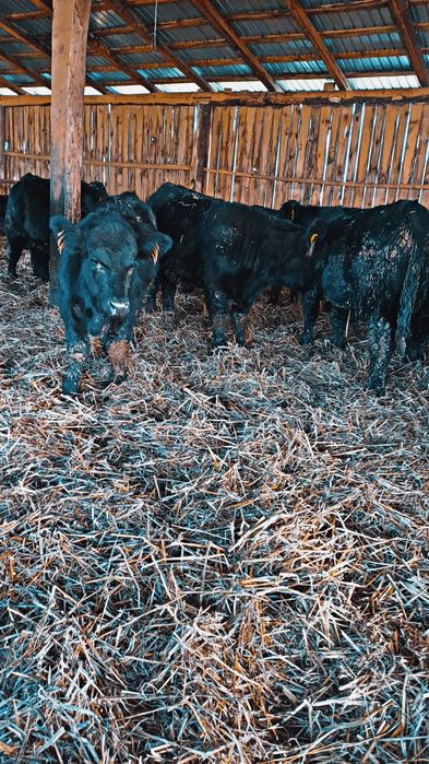 Vând vitei de angus