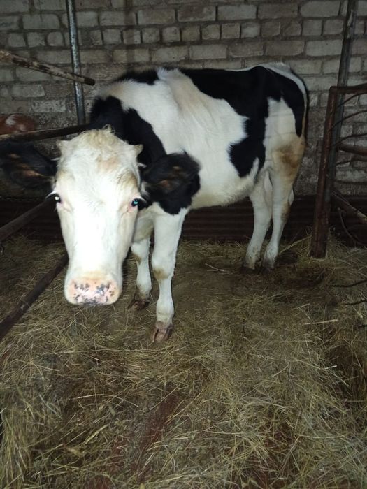 Продам телку от хорошей коровы.