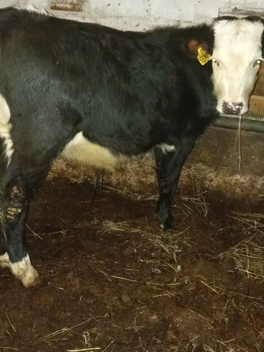 Vând tăuraș de 5 luni înțărcat