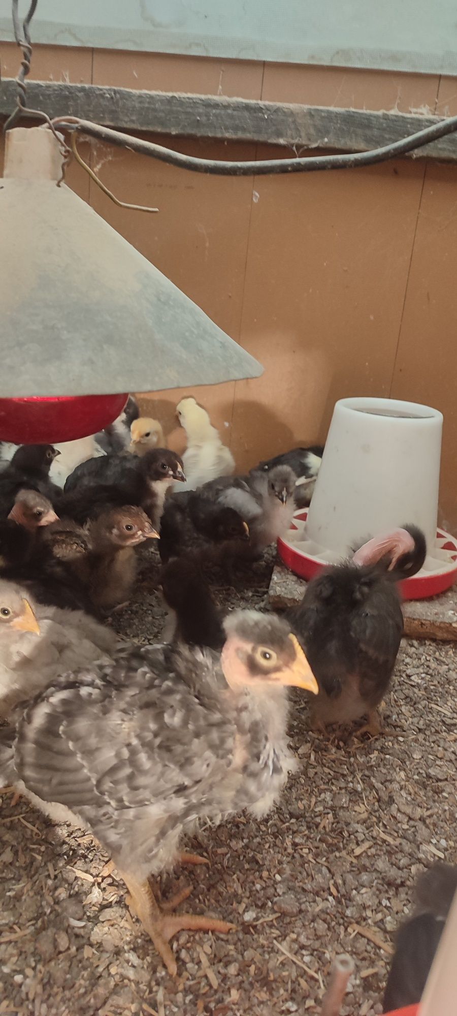 Pui de găină de țară cu imunitate crescuta