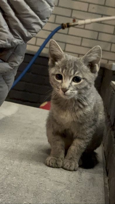 Котенок ищет дом