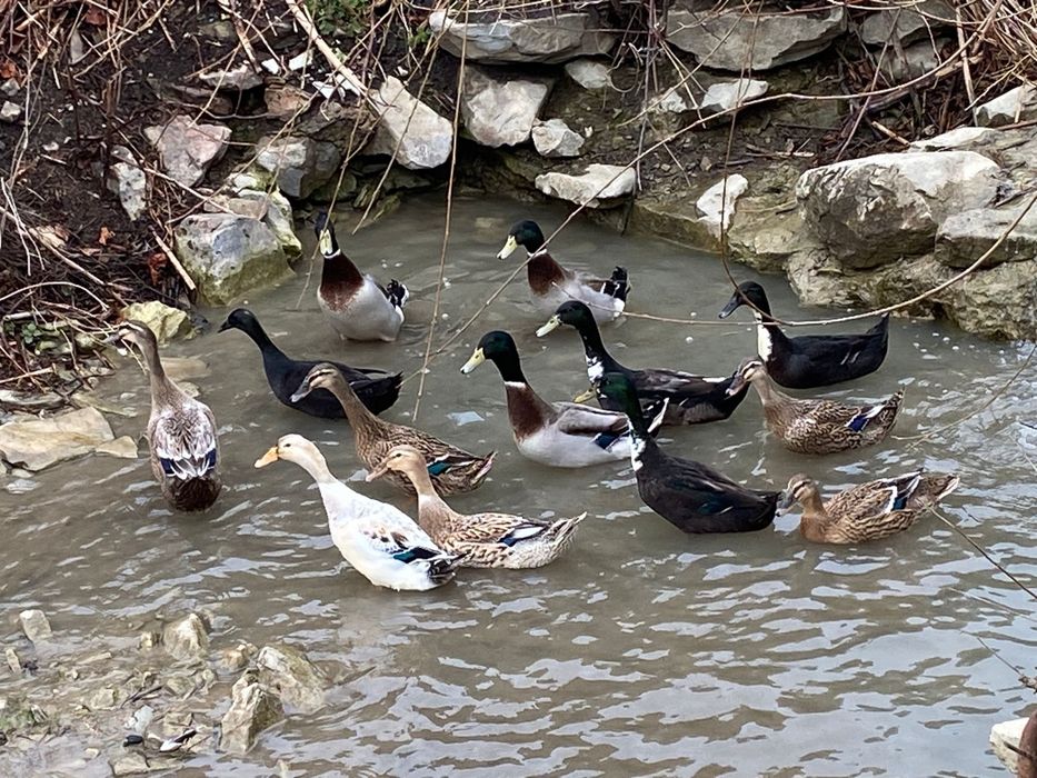 Rațe alergatoare Indiene