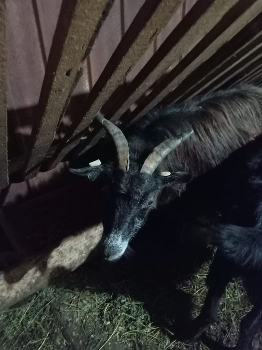 Vand capre bune de lapte a fata