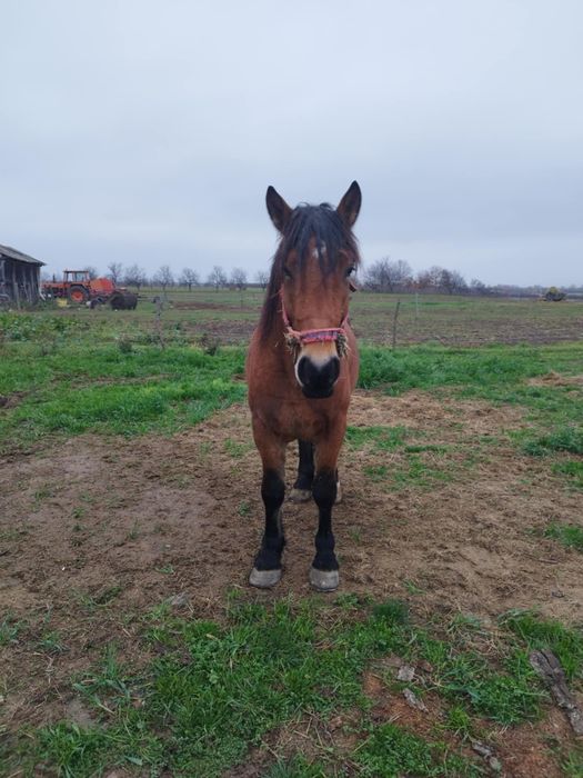 Vând mânz  de 2 ani
