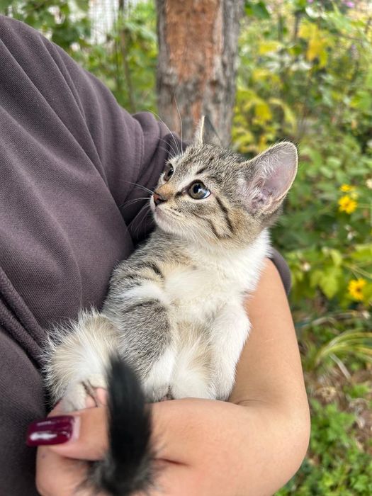 Отдадим котёнка в добрые руки!