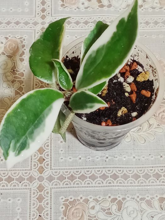 Комнатные растения хойя кримсон квин