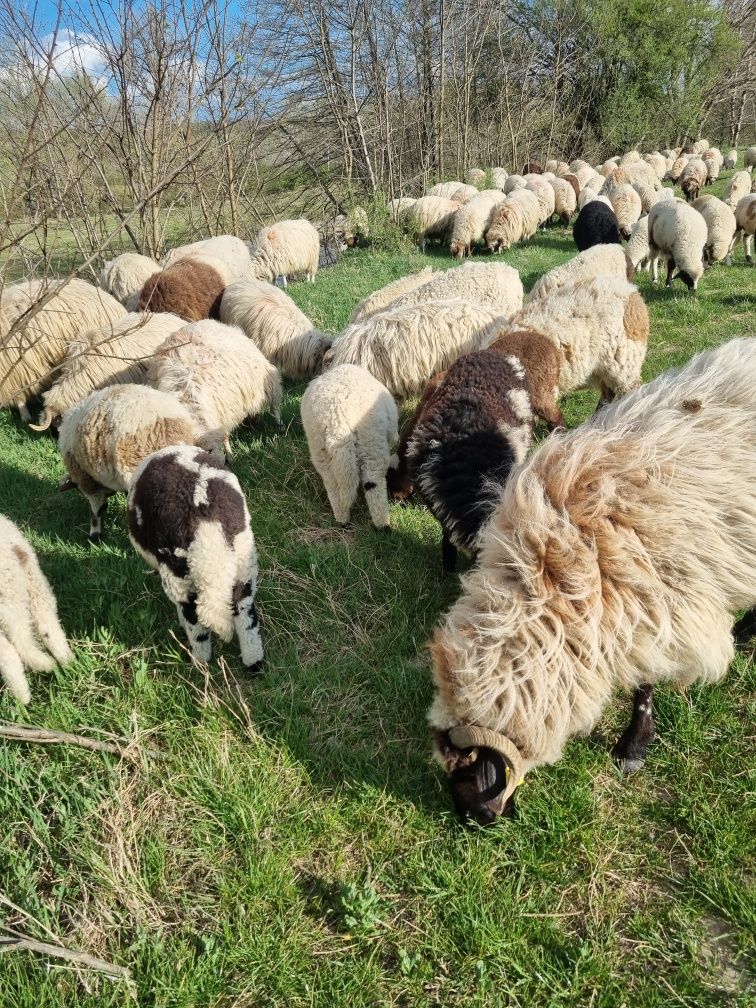 Miei si iezi de vanzare