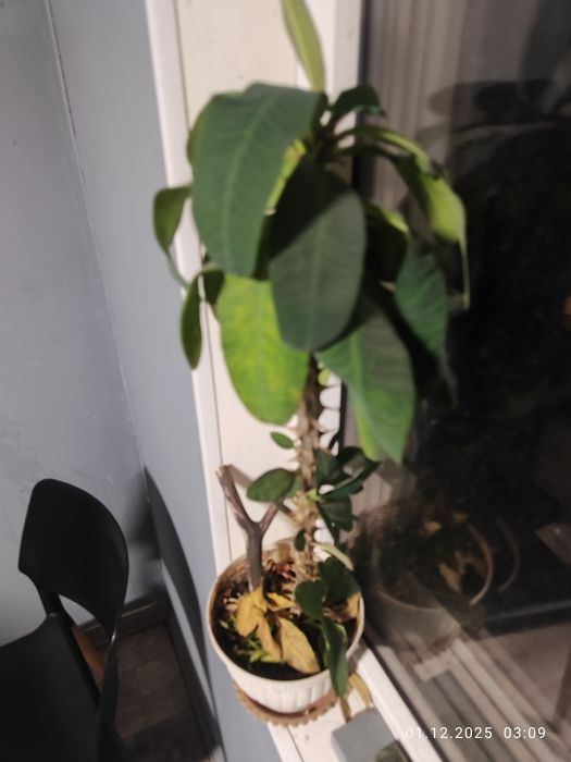 Отдам цветок в заботливые руки