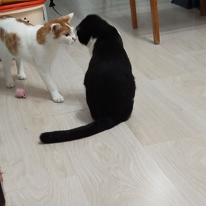 Кошечка ищет любящих хозяев