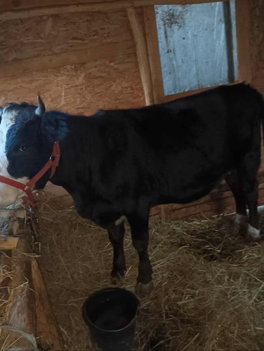 Junincă de vânzare