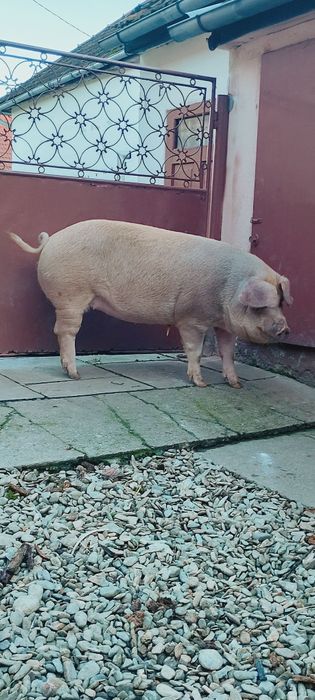 Vând porc 160-170 kg