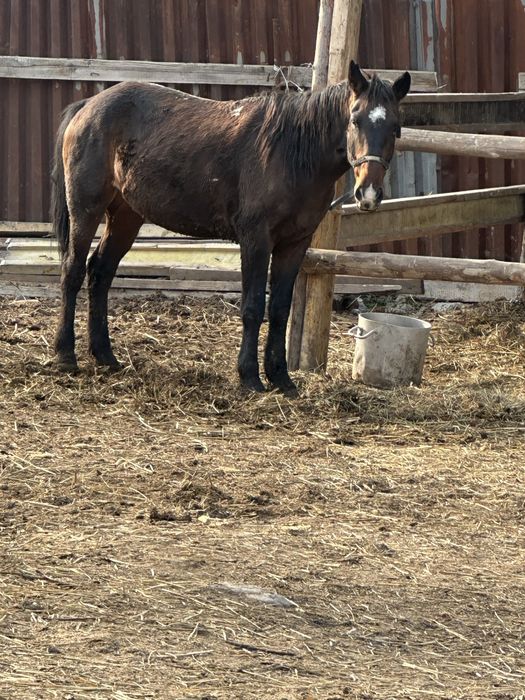 Пишпе ат мерин лошадь  конь