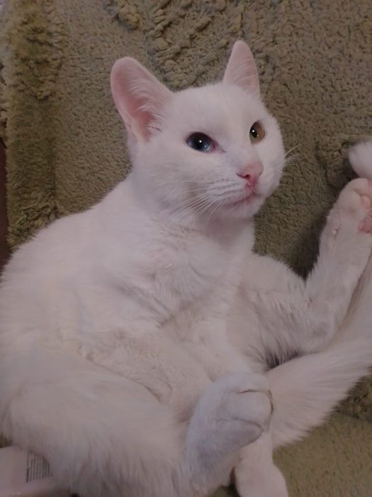 Очень хорошая кошка