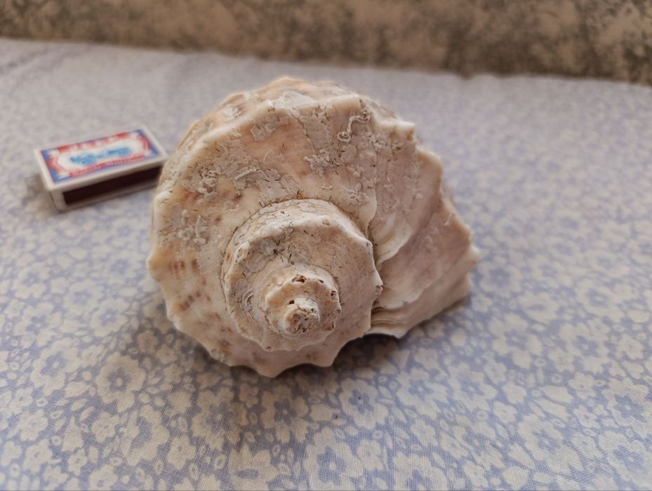 Ракушка морская  ( большая )