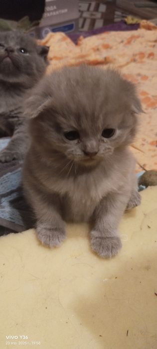 Очаровательные Котята Скоттиш фолдики