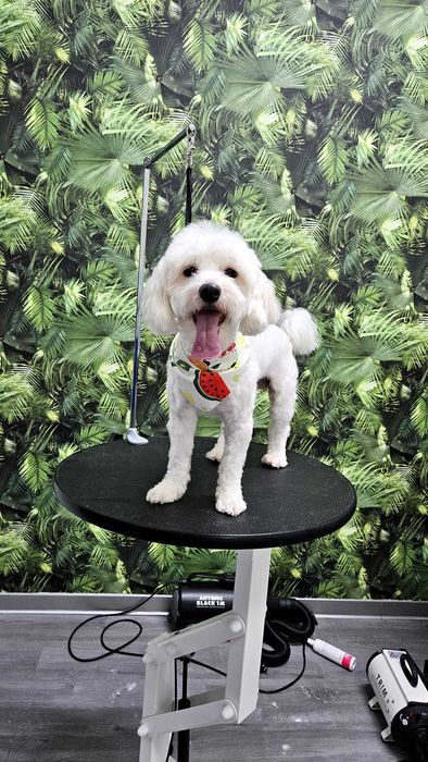 Frizerie canina și petshop